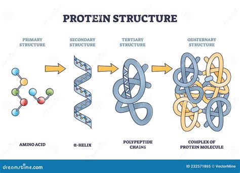 What Bonds Hold Quaternary Structures of a Protein Together?